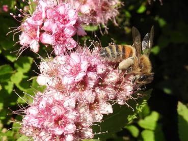 Einen bienenfreundliche Bepflanzung - die rosablühende Zwergspiere Little Princess