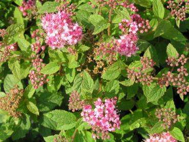 Dvärgpraktspirea Manon - Spiraea japonica Manon