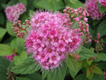 Einzelblüte der Spiraea-Sorte Manon