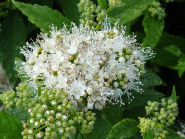 Weiße Zwergspiere - Spiraea japonica Pygmea Alba