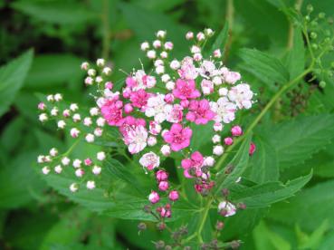 Spiraea japonica Shirobana - Bunter Sommerspierstrauch