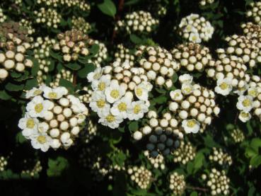 Girlandspirea - Spiraea nipponica