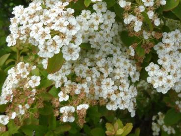 Blüte von Flächendeckerspiere Halward´s Silver