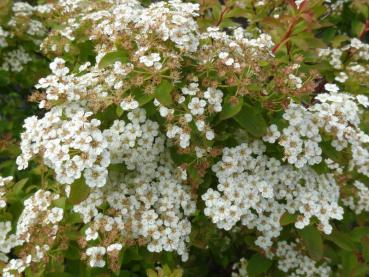 Flächendeckerspiere Halward´s Silver in Blüte