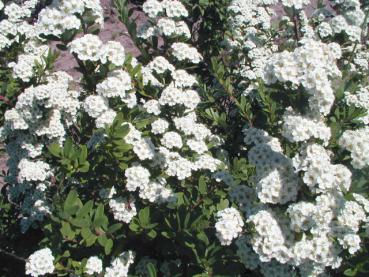 Girlandspirea Snowmound - Spiraea nipponica Snowmound