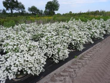 Spiraea nipponica Snowmound