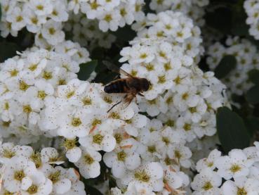 Spiraea nipponica Snowmound