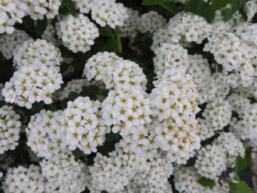 Spiraea nipponica Snowmound