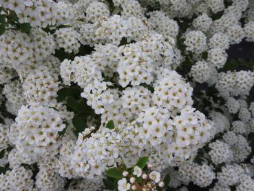 Spiraea nipponica Snowmound