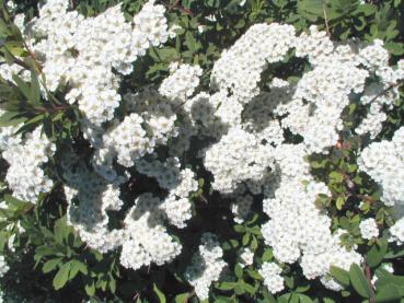 Weiße Blütenpracht der Flächendeckerspiere Snowmound