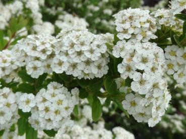 Blütendetail von Spiraea nipponica Snowmound