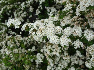 Nahaufnahme der Blüte von Spiraea nipponica Snowmound