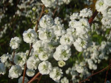 Pflaumenblättrige Strauchspiere - Spiraea prunifolia Plena