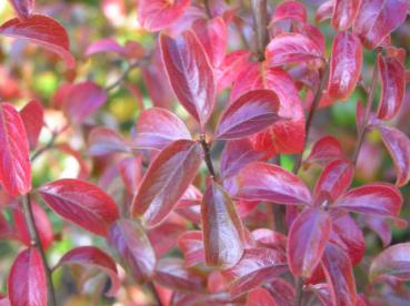 Rotes Herbstlaub der Pflaumenblättrige Strauchspiere