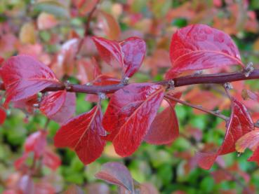 Rote Herbstfärbung bei Spiraea prunifolia Plena