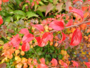 Bunte Herbstfärbung der Spiraea prunifolia Plena - von Grün über Gelb bis leuchtend Rot
