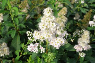 Blüte: Weiße Spiere