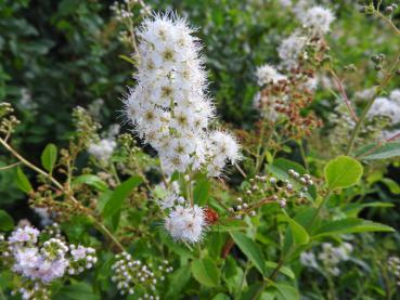 Spiraea alba