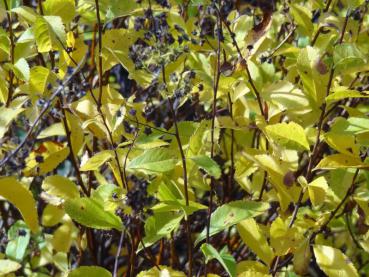 Spiraea alba mit gelber Herbstfärbung