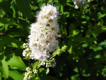 Detailaufnahme von Spiraea alba