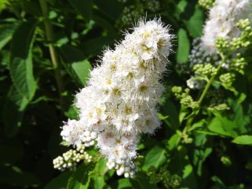 Blütenrispe von Spiraea alba