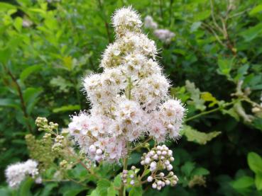 Weiße Blüte von Spiraea alba