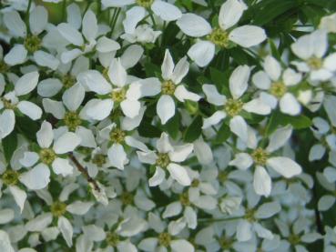 Blütendetail Spiraea thunbergii, Frühe Spiere