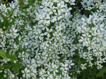 Blüten Spiraea thunbergii, Frühe Spiere