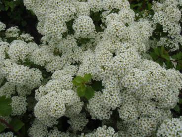 Spiraea trilobata - Weiße Zwergspiere