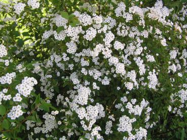 Bukettspirea - Spiraea vanhouttei