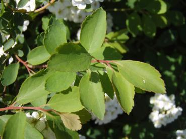 Triebspitze von Spiraea vanhouttei