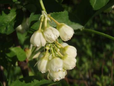 Blüte von Staphylea pinnata