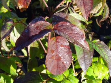 Rote Herbstfärbung der Pimpernuss