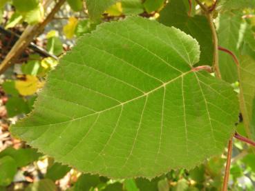 Großblättrige Birke - Betula maximowicziana