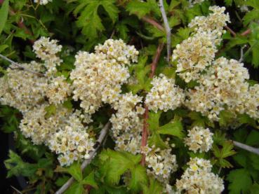 Stephanandra incisa Crispa - Niedrige Kranzspiere