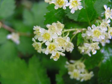 Niedrige Kranzspiere in Blüte