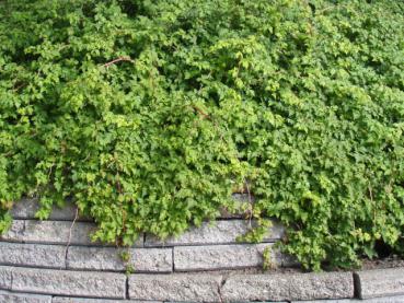 Stephanandra incisa Crispa als Bepflanzung auf einer Mauer