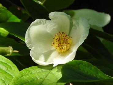 Scheinkamelie - weiße Blüte