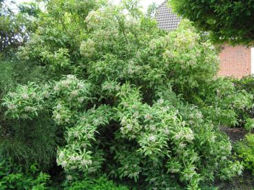 Photinia davidiana - Funkenblatt