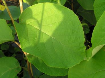 Storbladig storax - Styrax obassia