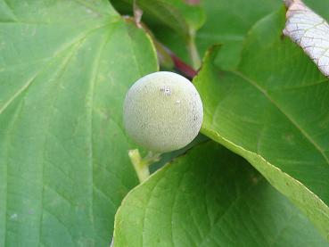 Frucht der Styrax obassia