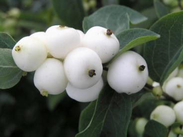 Schneebeere: weiße Früchte im Spätsommer