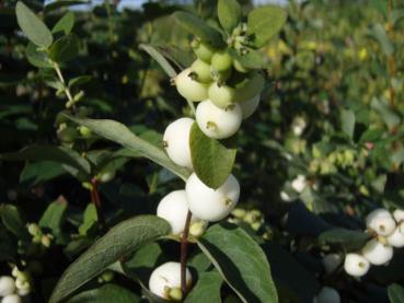 Triebspitze von Symphoricarpos albus laevigatus