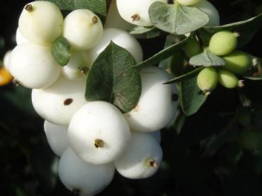 Weiße Früchte der Schneebeere, auch Knallerbsen genannt