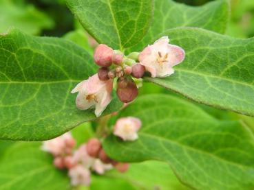 Kleine rosa Blüten der Symphoricarpos albus laevigatus