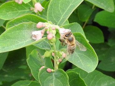 Die Schneebeere ist ein Bienennährgehölz