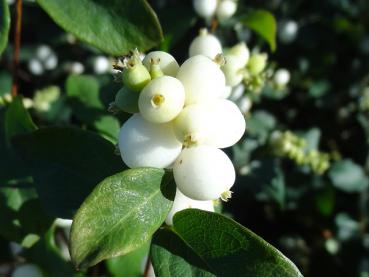 Symphoricarpos albus White Hedge - Schneebeere White Hedge