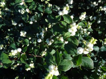 Fruchtschmuck im Herbst: Symphoricarpos albus White Hedge