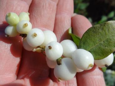 Symphoricarpos albus White Hedge: Beeren von August bis in den Herbst