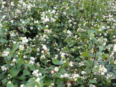 Symphoricarpos albus White Hedge mit Beeren im Herbst (Aufnahme aus November)